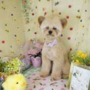 ヒメ日記 2025/05/08 17:43 投稿 えみり フォーチュン