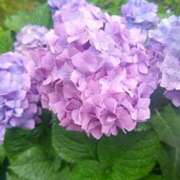 ヒメ日記 2025/06/10 11:20 投稿 あや 渋谷角海老