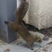 ヒメ日記 2025/08/18 18:40 投稿 あや 渋谷角海老