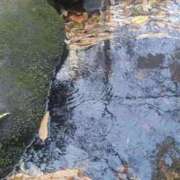 ヒメ日記 2025/12/06 18:40 投稿 あや 渋谷角海老