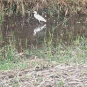 あや お掃除 渋谷角海老