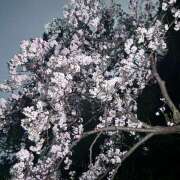 ヒメ日記 2026/04/01 11:49 投稿 らむ チアガール