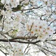 ヒメ日記 2025/04/07 00:50 投稿 きさら シャブール