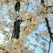 ヒメ日記 2025/04/10 23:11 投稿 きさら シャブール