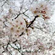 ヒメ日記 2026/03/30 22:51 投稿 きさら シャブール