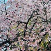 あやめ 花見に行ったら桜咲いてなかった 松戸角海老根本店