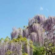 ヒメ日記 2025/05/03 15:40 投稿 石本千春 五十路マダム愛されたい熟女たち 倉敷店（カサブランカグループ）