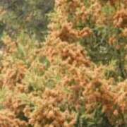 ヒメ日記 2025/03/18 08:11 投稿 志保 熟女の風俗最終章 新横浜店