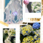 ヒメ日記 2025/06/11 10:11 投稿 ちづる 神戸人妻花壇