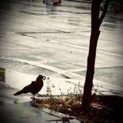 ヒメ日記 2024/12/10 06:20 投稿 浅見怜 五十路マダム 新潟店(カサブランカグループ)