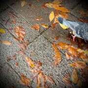 ヒメ日記 2024/12/17 05:00 投稿 浅見怜 五十路マダム 新潟店(カサブランカグループ)