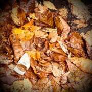 ヒメ日記 2024/12/22 20:02 投稿 浅見怜 五十路マダム 新潟店(カサブランカグループ)