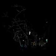 ヒメ日記 2024/12/29 13:06 投稿 浅見怜 五十路マダム 新潟店(カサブランカグループ)