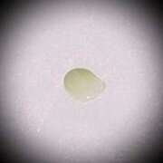 ヒメ日記 2025/01/25 16:04 投稿 浅見怜 五十路マダム 新潟店(カサブランカグループ)