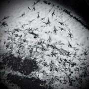 ヒメ日記 2025/02/19 20:02 投稿 浅見怜 五十路マダム 新潟店(カサブランカグループ)