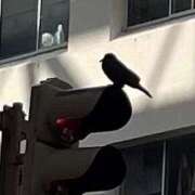 ヒメ日記 2025/02/21 06:20 投稿 浅見怜 五十路マダム 新潟店(カサブランカグループ)