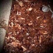 ヒメ日記 2025/03/09 14:32 投稿 浅見怜 五十路マダム 新潟店(カサブランカグループ)