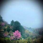 ヒメ日記 2025/03/12 12:06 投稿 浅見怜 五十路マダム 新潟店(カサブランカグループ)