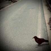 ヒメ日記 2025/03/14 18:02 投稿 浅見怜 五十路マダム 新潟店(カサブランカグループ)