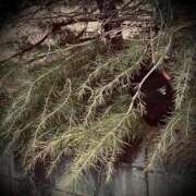 ヒメ日記 2025/03/16 10:32 投稿 浅見怜 五十路マダム 新潟店(カサブランカグループ)