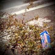 ヒメ日記 2025/03/19 20:04 投稿 浅見怜 五十路マダム 新潟店(カサブランカグループ)