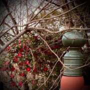 ヒメ日記 2025/03/20 15:02 投稿 浅見怜 五十路マダム 新潟店(カサブランカグループ)