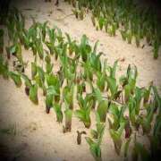 ヒメ日記 2025/03/27 17:02 投稿 浅見怜 五十路マダム 新潟店(カサブランカグループ)