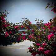 ヒメ日記 2025/03/28 10:04 投稿 浅見怜 五十路マダム 新潟店(カサブランカグループ)