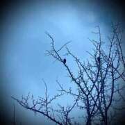 ヒメ日記 2025/04/04 12:34 投稿 浅見怜 五十路マダム 新潟店(カサブランカグループ)