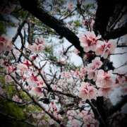 ヒメ日記 2025/04/07 23:52 投稿 浅見怜 五十路マダム 新潟店(カサブランカグループ)