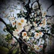 ヒメ日記 2025/04/08 03:00 投稿 浅見怜 五十路マダム 新潟店(カサブランカグループ)