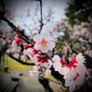 ヒメ日記 2025/04/08 22:32 投稿 浅見怜 五十路マダム 新潟店(カサブランカグループ)