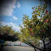 ヒメ日記 2025/04/09 11:02 投稿 浅見怜 五十路マダム 新潟店(カサブランカグループ)