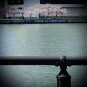 ヒメ日記 2025/04/09 14:32 投稿 浅見怜 五十路マダム 新潟店(カサブランカグループ)