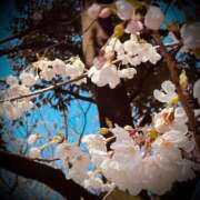 ヒメ日記 2025/04/09 16:32 投稿 浅見怜 五十路マダム 新潟店(カサブランカグループ)