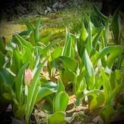 ヒメ日記 2025/04/09 17:32 投稿 浅見怜 五十路マダム 新潟店(カサブランカグループ)