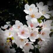 ヒメ日記 2025/04/13 20:02 投稿 浅見怜 五十路マダム 新潟店(カサブランカグループ)