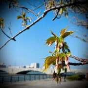 ヒメ日記 2025/04/13 21:02 投稿 浅見怜 五十路マダム 新潟店(カサブランカグループ)