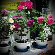 ヒメ日記 2025/04/14 10:02 投稿 浅見怜 五十路マダム 新潟店(カサブランカグループ)