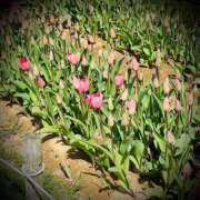 ヒメ日記 2025/04/17 22:26 投稿 浅見怜 五十路マダム 新潟店(カサブランカグループ)