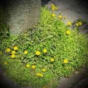 ヒメ日記 2025/04/18 01:00 投稿 浅見怜 五十路マダム 新潟店(カサブランカグループ)