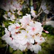 ヒメ日記 2025/04/18 04:00 投稿 浅見怜 五十路マダム 新潟店(カサブランカグループ)