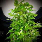 ヒメ日記 2025/04/18 05:00 投稿 浅見怜 五十路マダム 新潟店(カサブランカグループ)