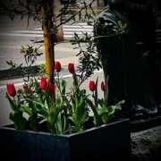 ヒメ日記 2025/04/23 13:02 投稿 浅見怜 五十路マダム 新潟店(カサブランカグループ)