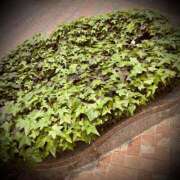 ヒメ日記 2025/04/29 03:02 投稿 浅見怜 五十路マダム 新潟店(カサブランカグループ)