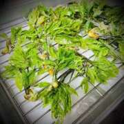 ヒメ日記 2025/05/01 08:02 投稿 浅見怜 五十路マダム 新潟店(カサブランカグループ)