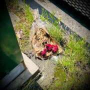 ヒメ日記 2025/05/01 21:06 投稿 浅見怜 五十路マダム 新潟店(カサブランカグループ)