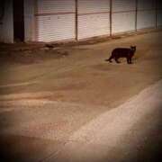 ヒメ日記 2025/05/07 22:32 投稿 浅見怜 五十路マダム 新潟店(カサブランカグループ)