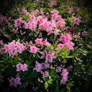 ヒメ日記 2025/05/09 09:08 投稿 浅見怜 五十路マダム 新潟店(カサブランカグループ)