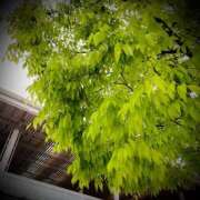 ヒメ日記 2025/05/09 17:32 投稿 浅見怜 五十路マダム 新潟店(カサブランカグループ)